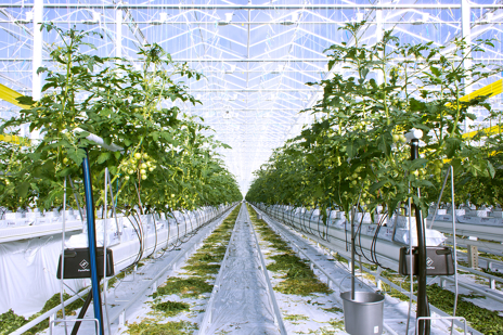 Greenhouse Tomatoes: Cultivating Quality Produce Year-Round