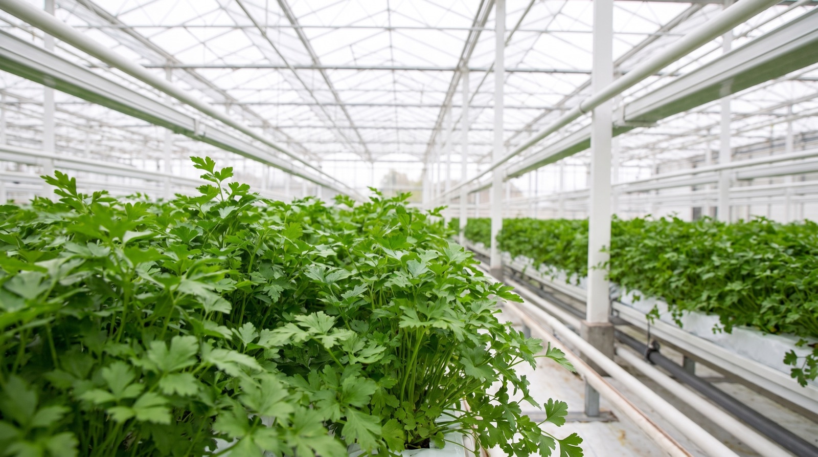 Parsley