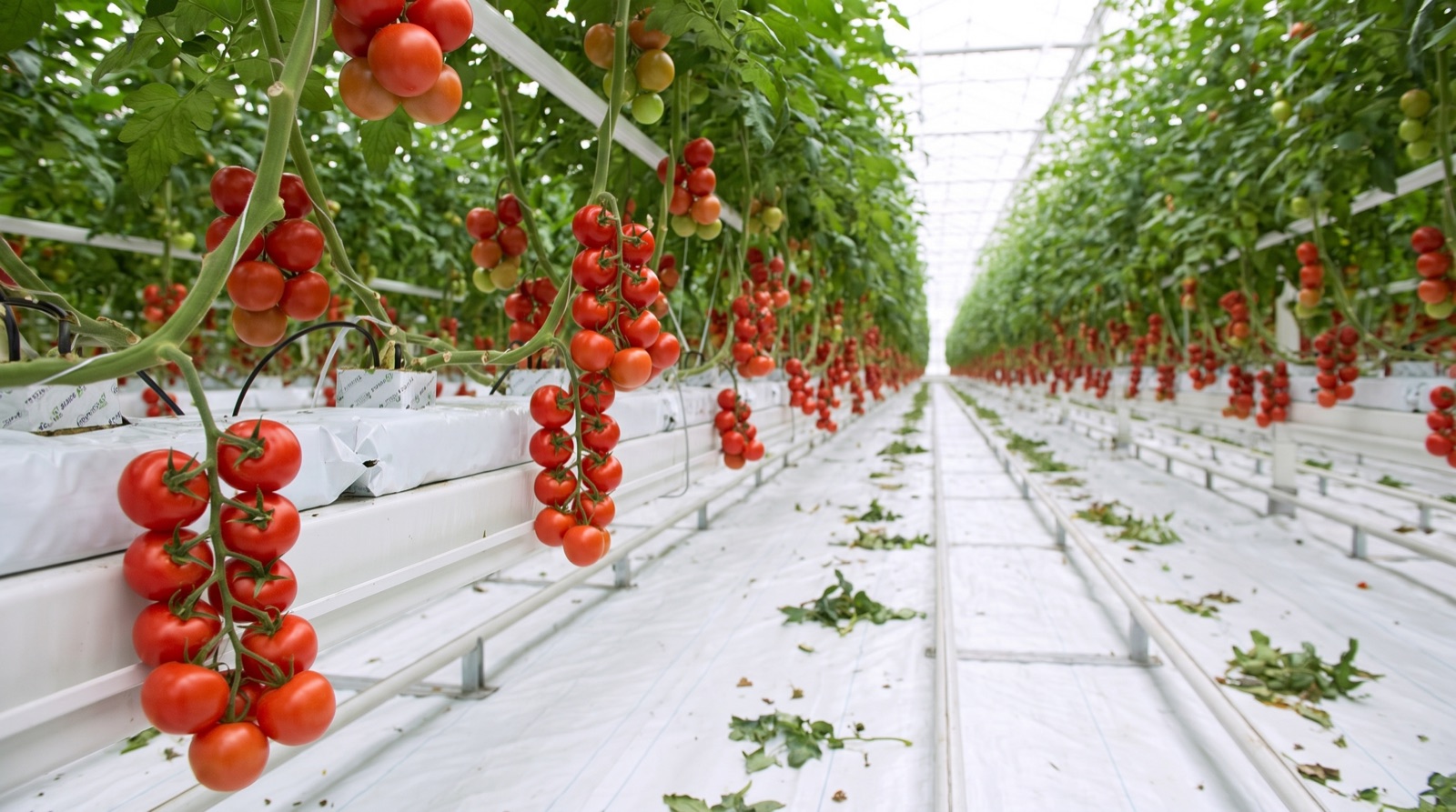 Tomatoes growing under glass