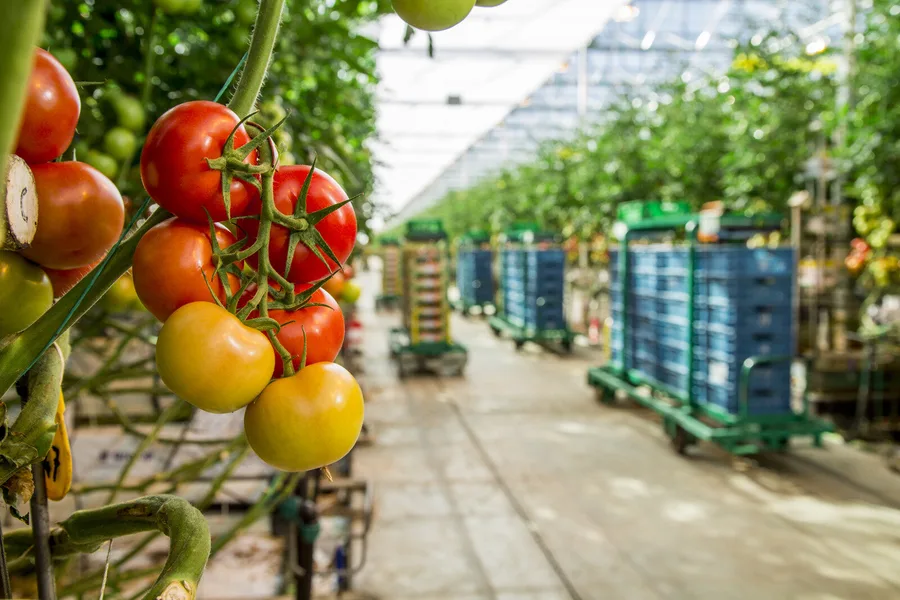 Tomatoes