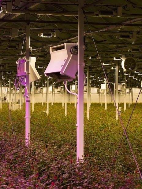 HortiCooler units and air circulation fans above a greenhouse crop