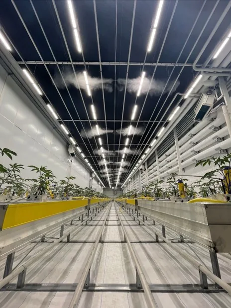 LED growlights above cultivation benches in a controlled growing facility