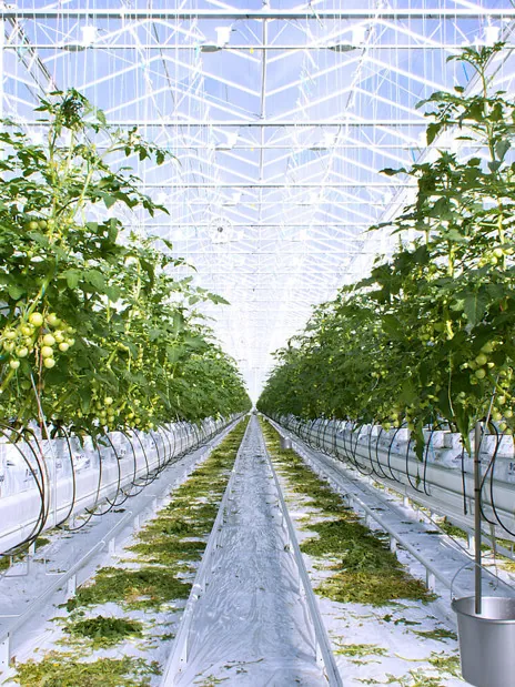 Drip lines feeding substrate-grown tomatoes along greenhouse gutters