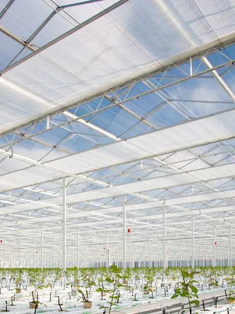 Partly closed screening cloth beneath a greenhouse roof above the crop