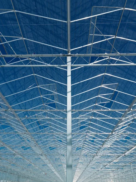 Steel columns, roof trusses and glass covering inside a Venlo greenhouse