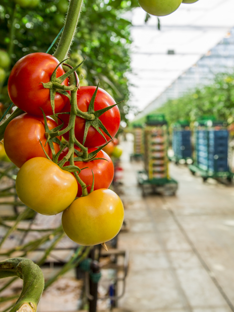 Tomatoes On The Vine Dutchgreenhouses