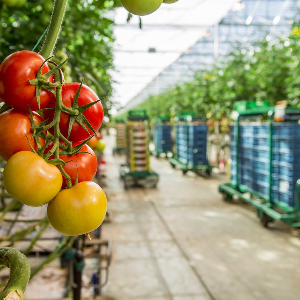 Tomatoes On The Vine Dutchgreenhouses