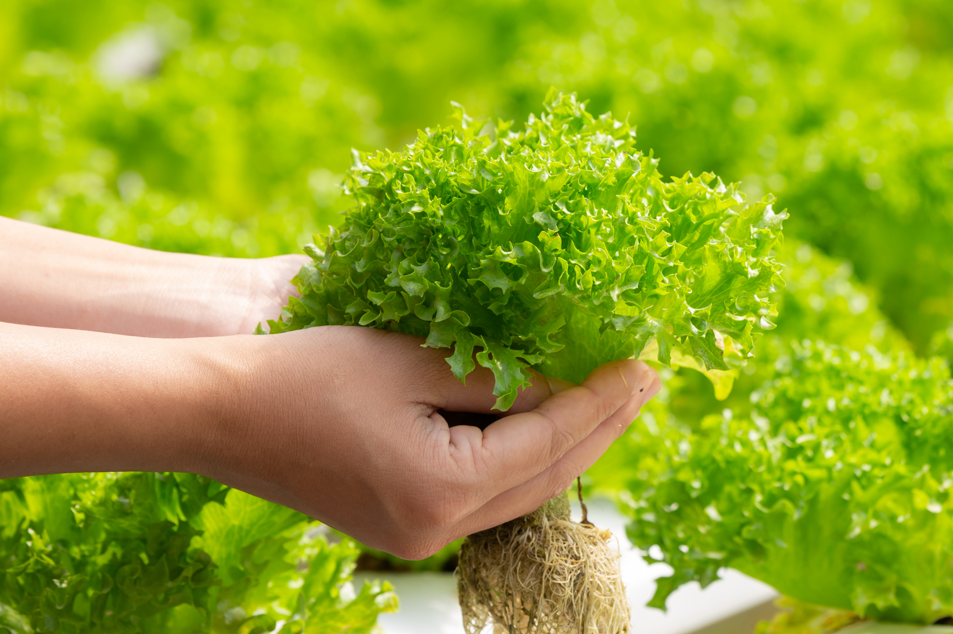 Lettuce Hydroponics