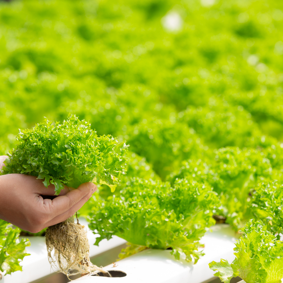 Lettuce Hydroponics