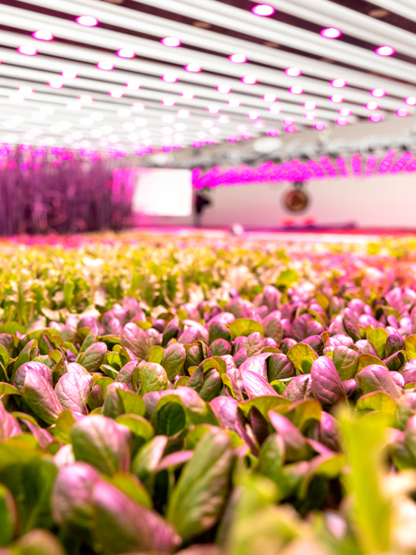 Indoor Cultivation Lettuce