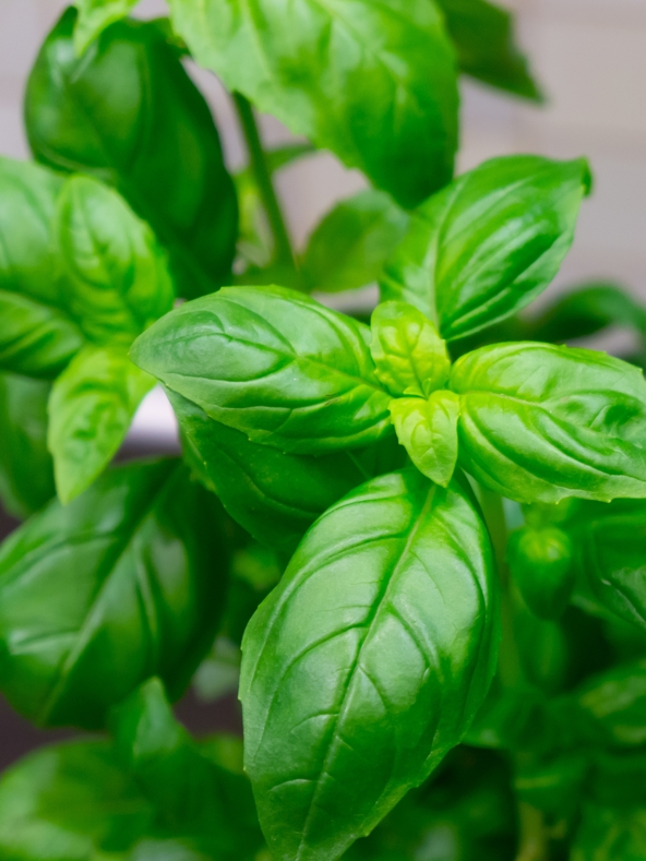 Beautiful Shot Indoor Plant With Green Leaves Room