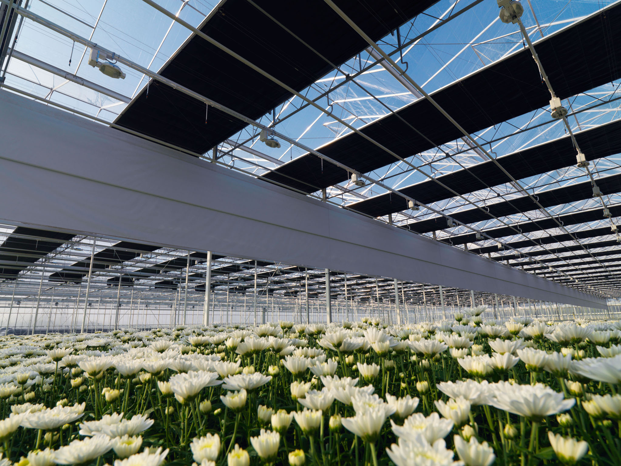 Flower greenhouse