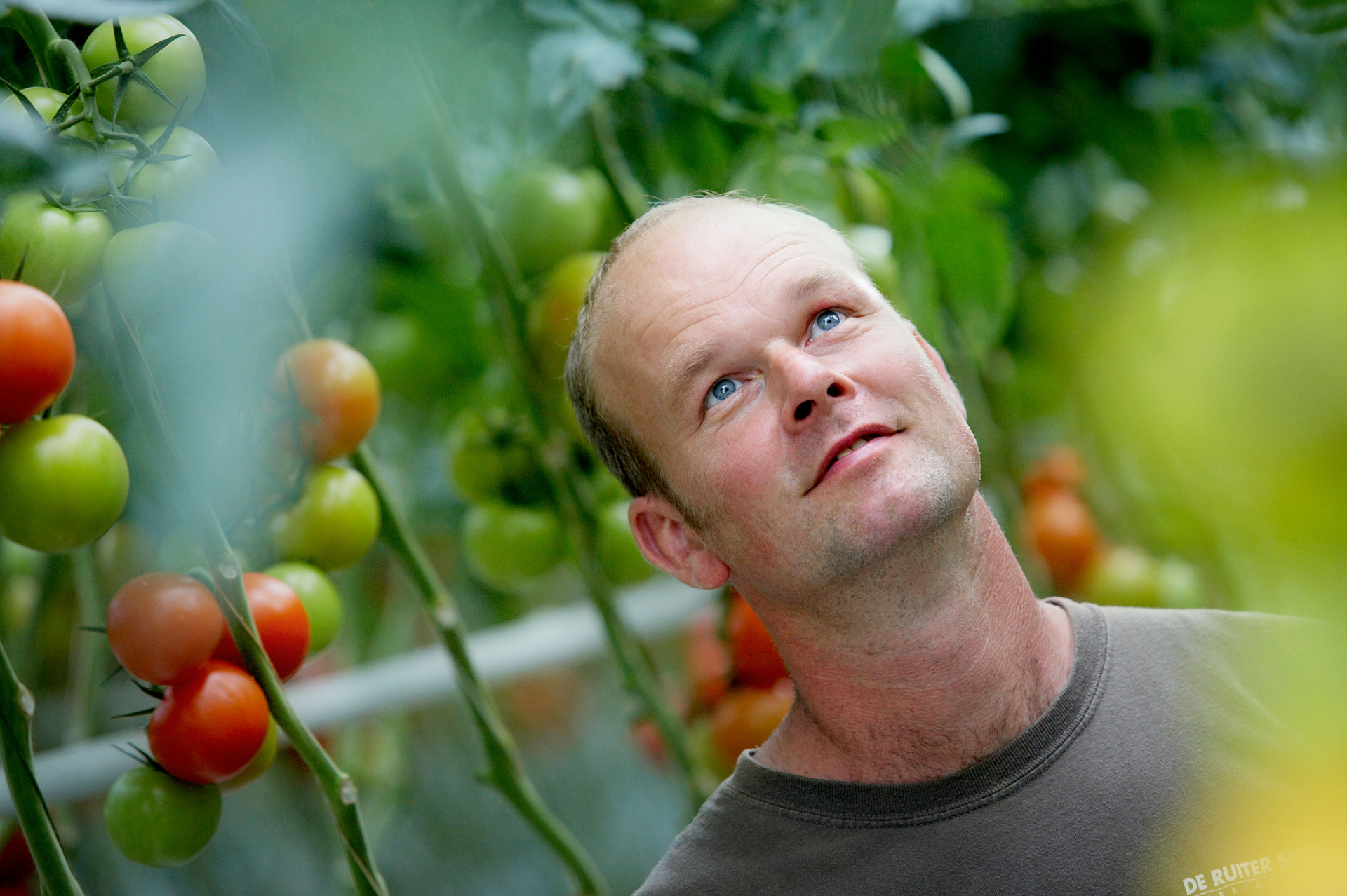 greenhouse with tomatoes