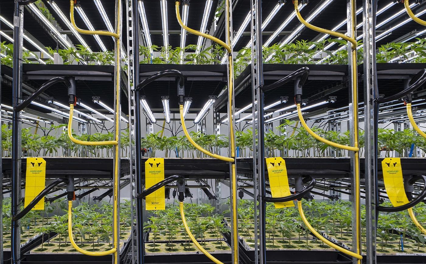 Trays of cannabis clones in a greenhouse nursery