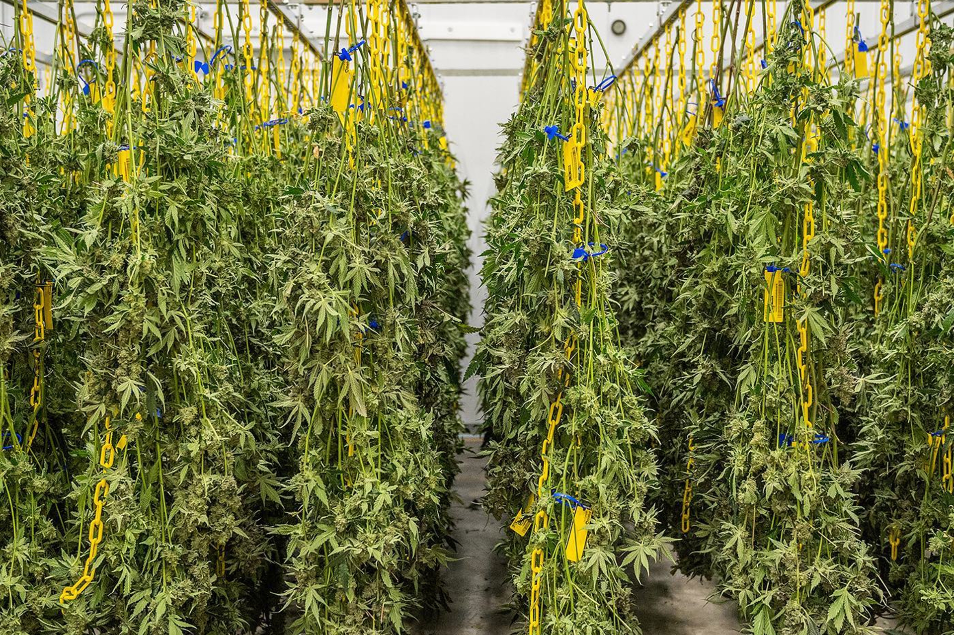 Drying room for cannabis harvest in greenhouse facility