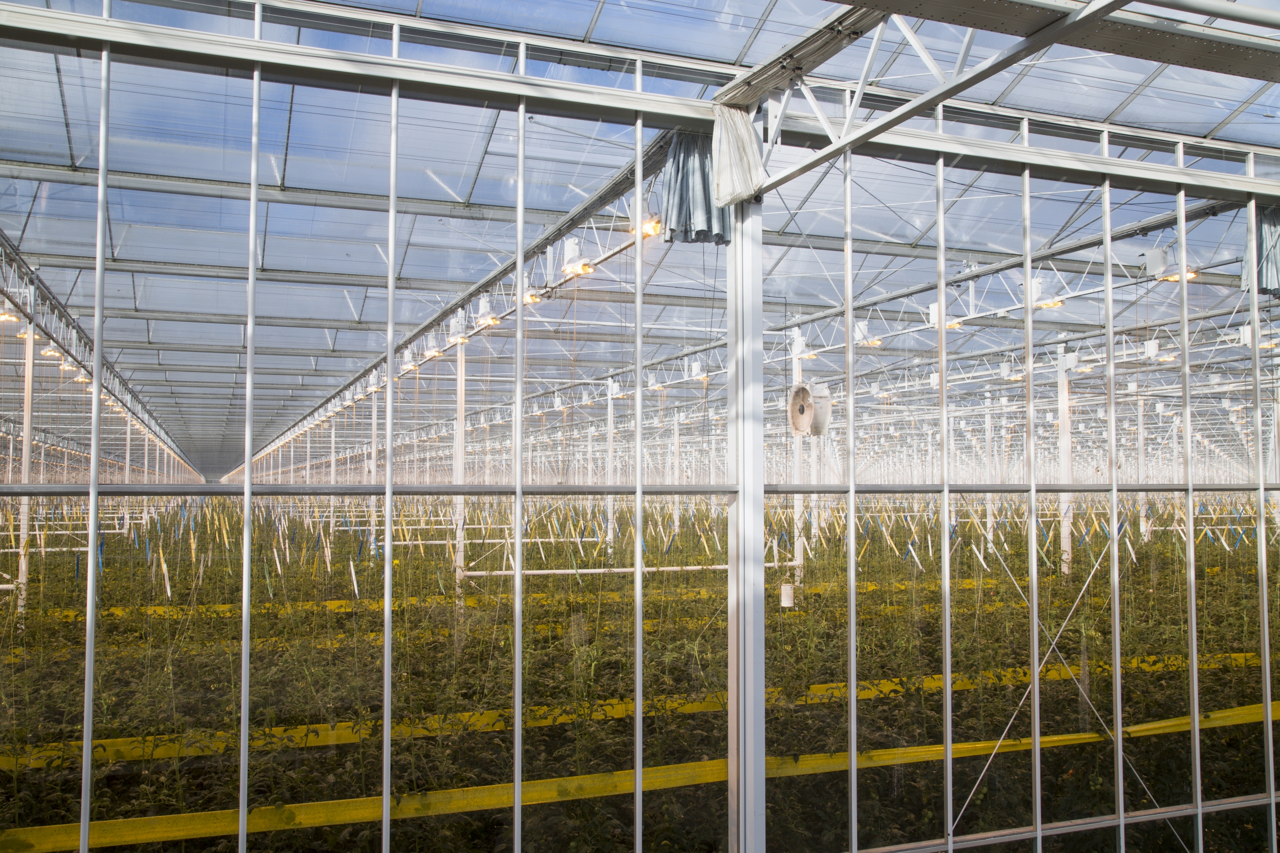 Steel Structure - DutchGreenhouses