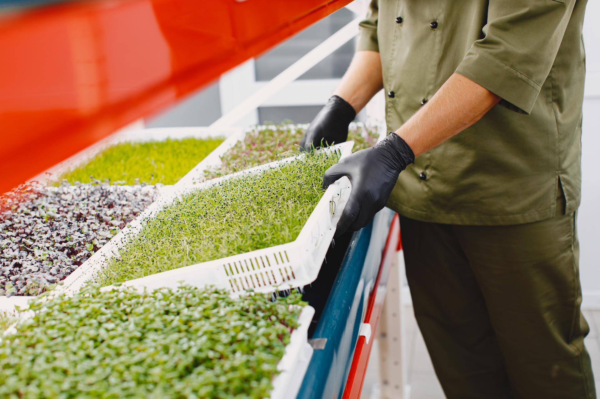 Microgreens Indoor Cultivation