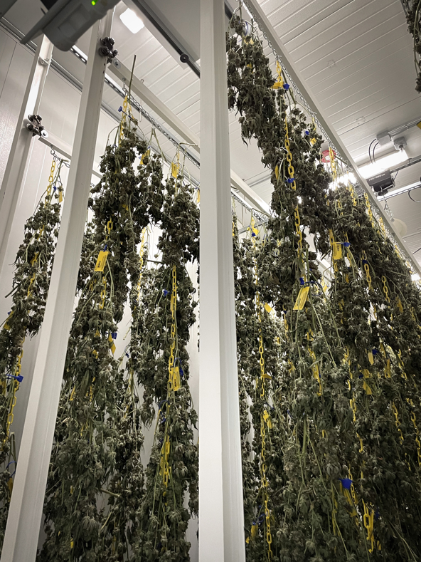 Dry Room for Cannabis Drying and Curing