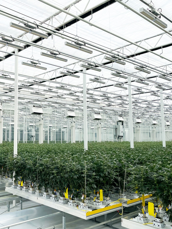 Interior of a cannabis grow facility with controlled environment