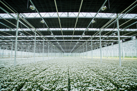 Blackoutscreens greenhouses