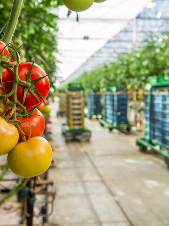 Tomatoes On The Vine dutchgreenhouses