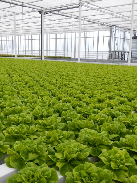 Lettuce Hydroponics