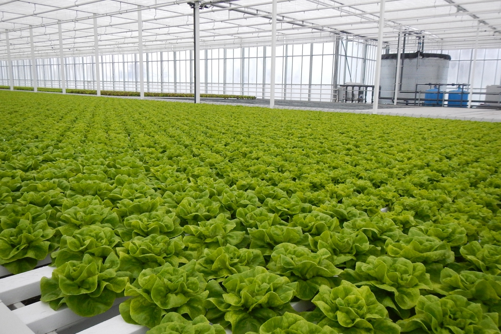 Lettuce Hydroponics