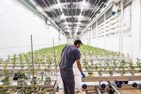 Vegetative growth room for cannabis cultivation in greenhouse facility