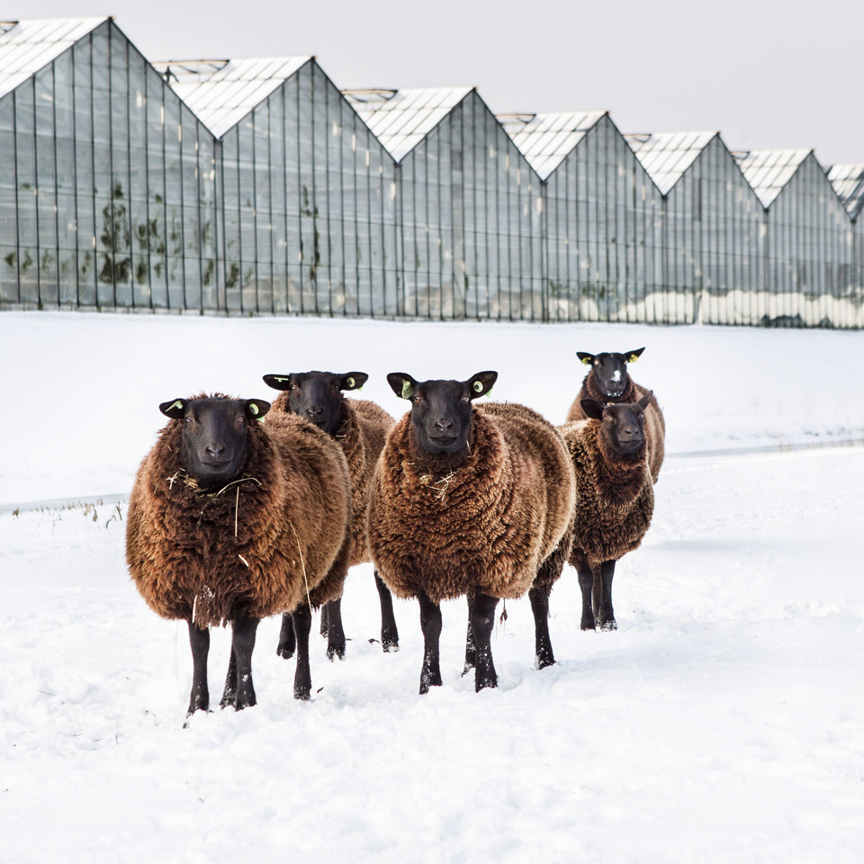 Dutch Winter Landscape