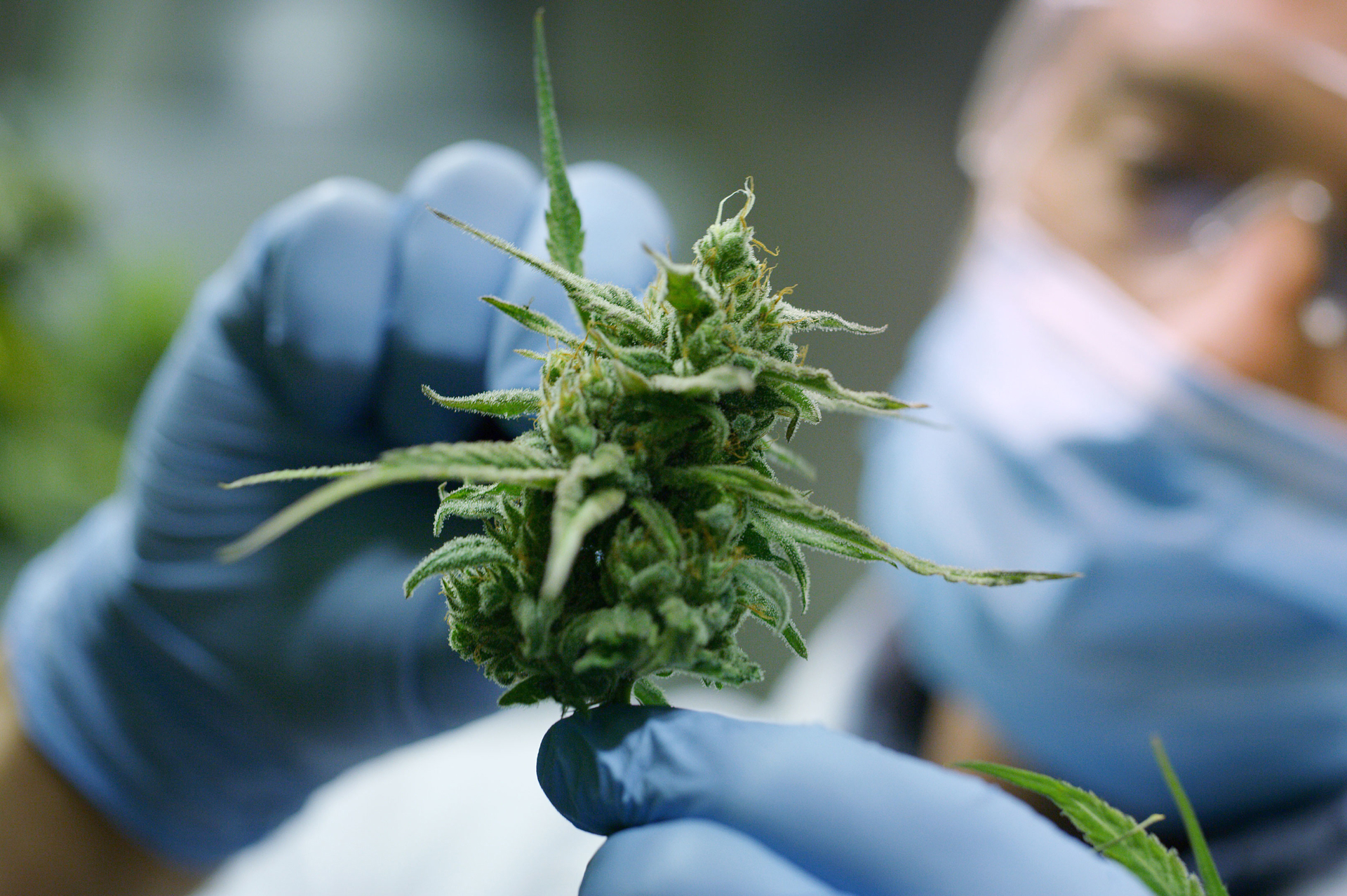 Cannabis medical research conducted in greenhouse facility