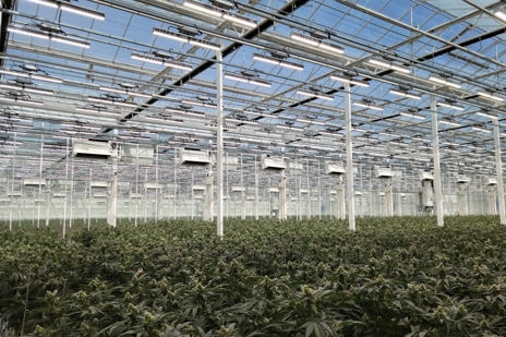 Cannabis plants nearing harvest in a greenhouse