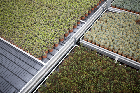 Cactus Herbs in greenhouse