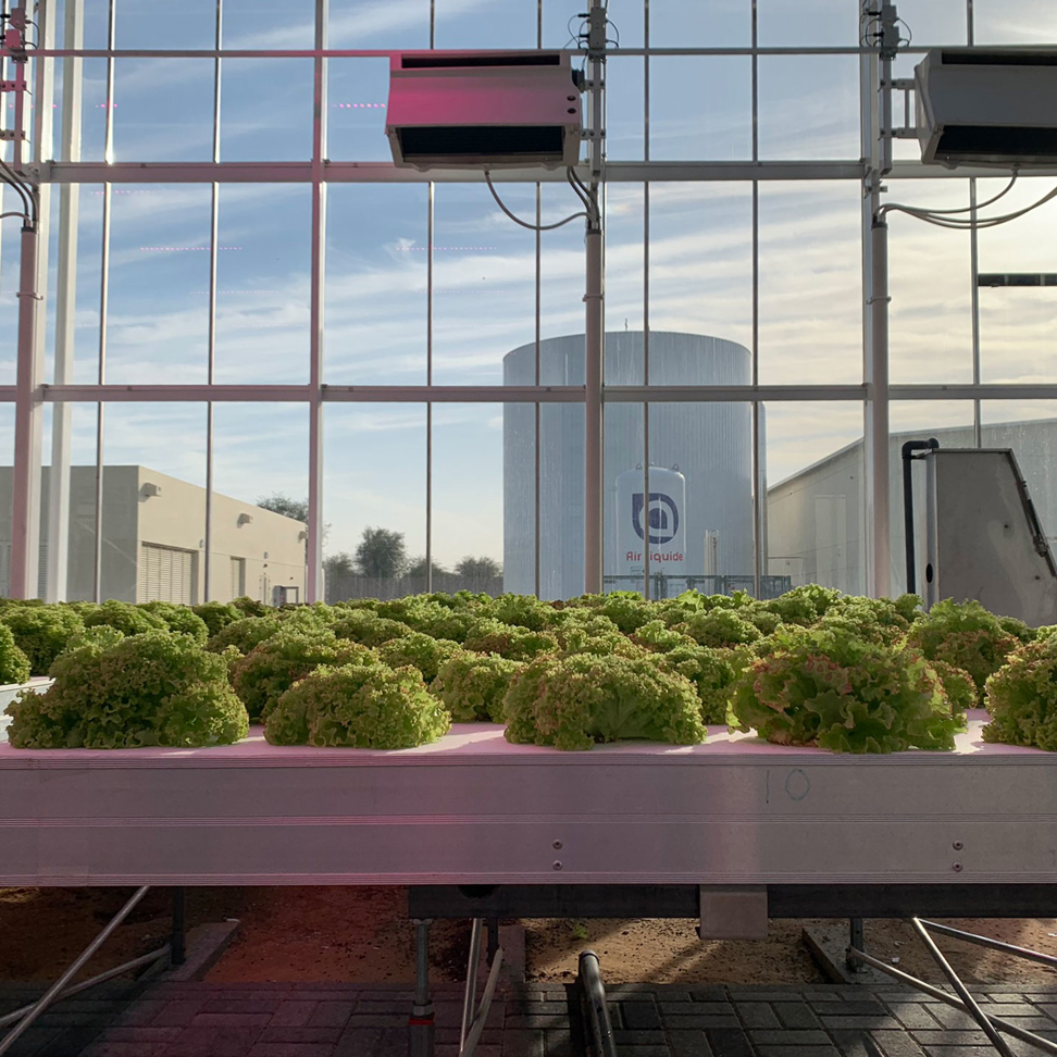 Co2 In Greenhouses for crop growth