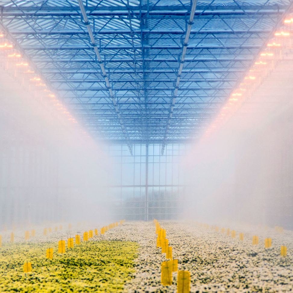 greenhouse fog