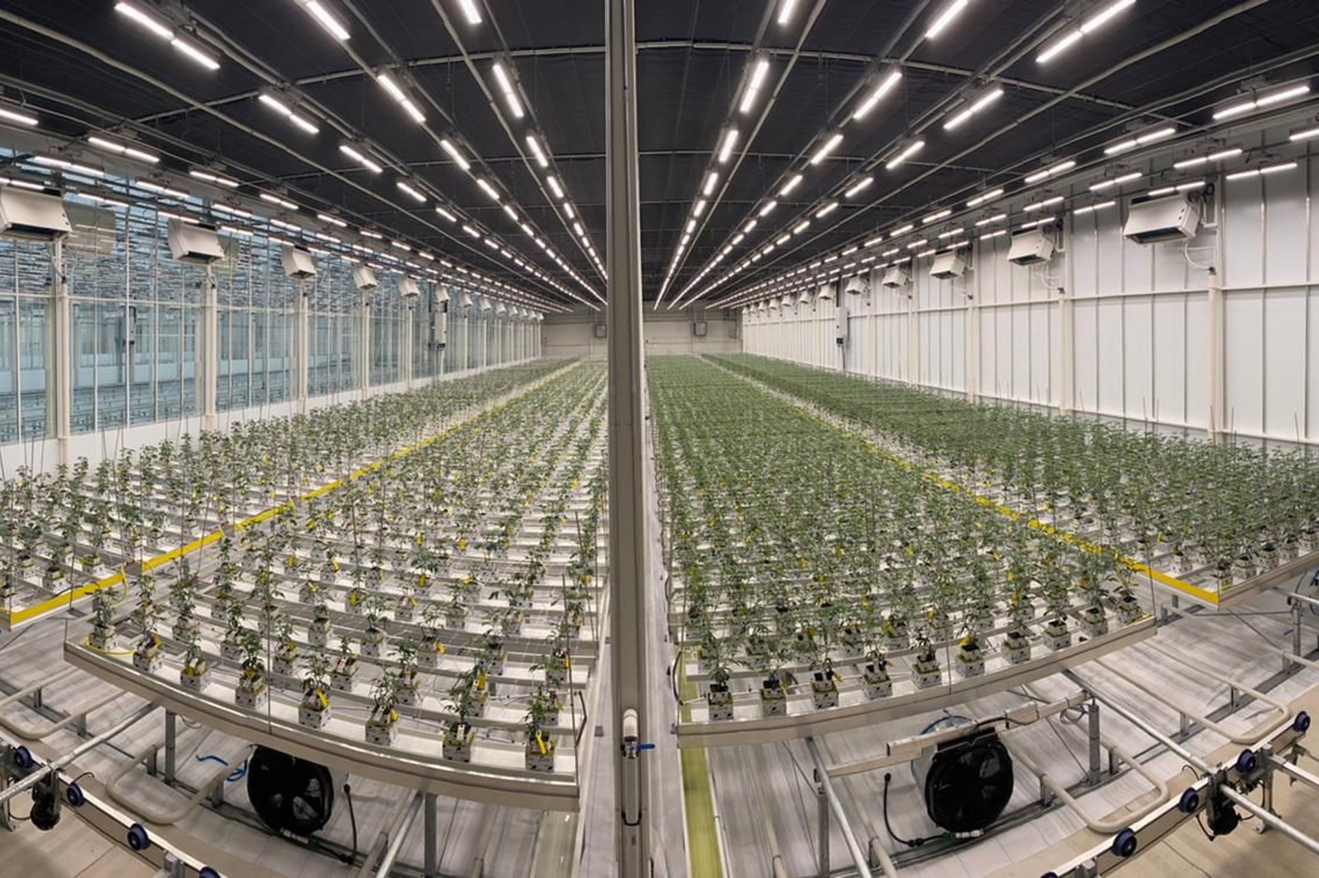 Cannabis grow facility with advanced cultivation technology