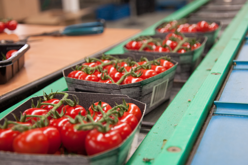 tomatoes-greenhouse-dutchgreenhouses
