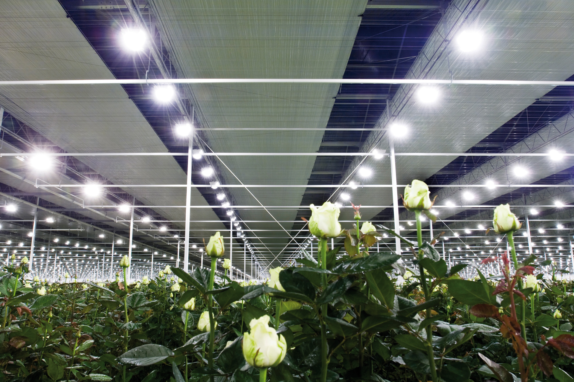 Screening Systems greenhouses
