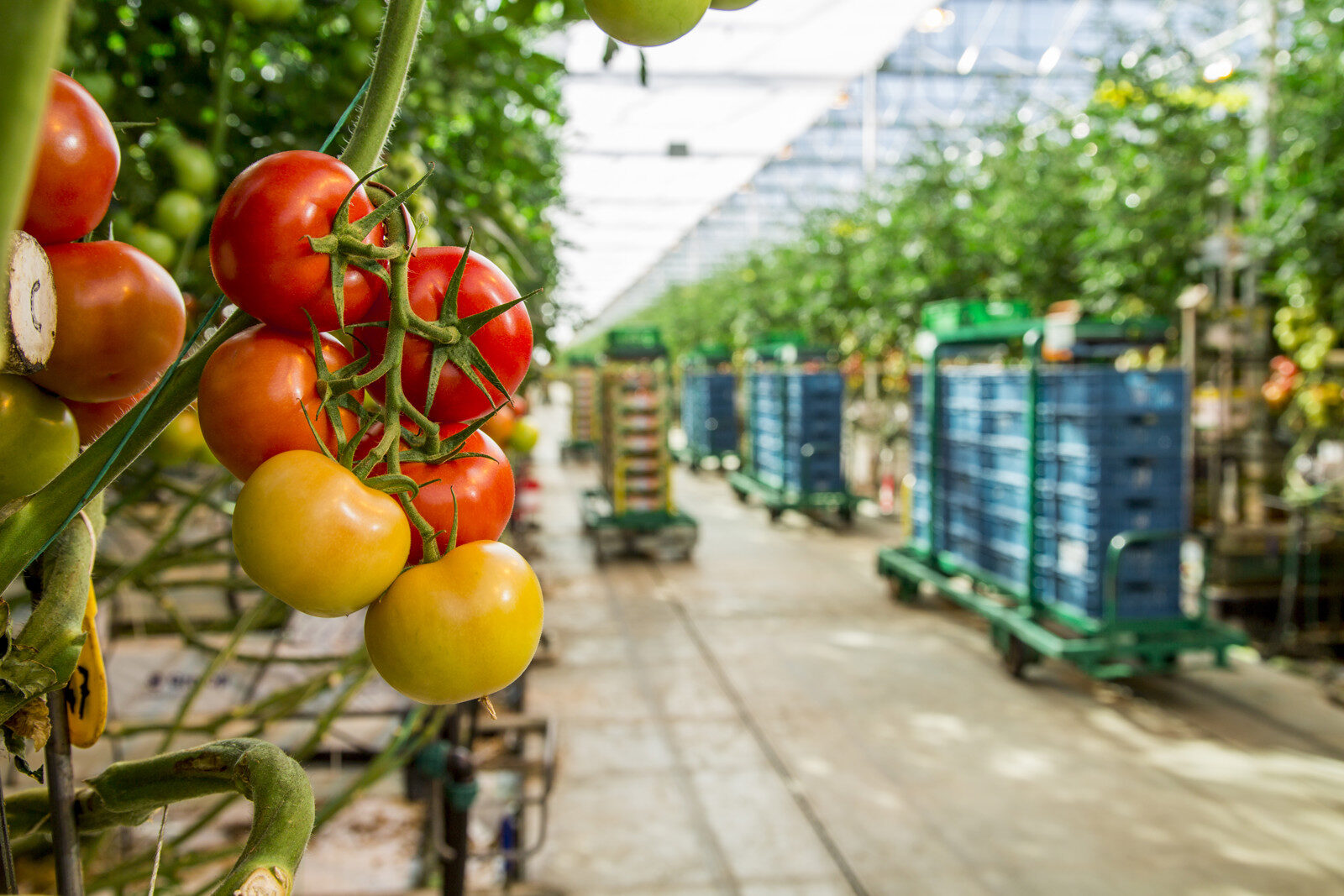 Tomates mûres mûrissant sur la grappe dans une serre