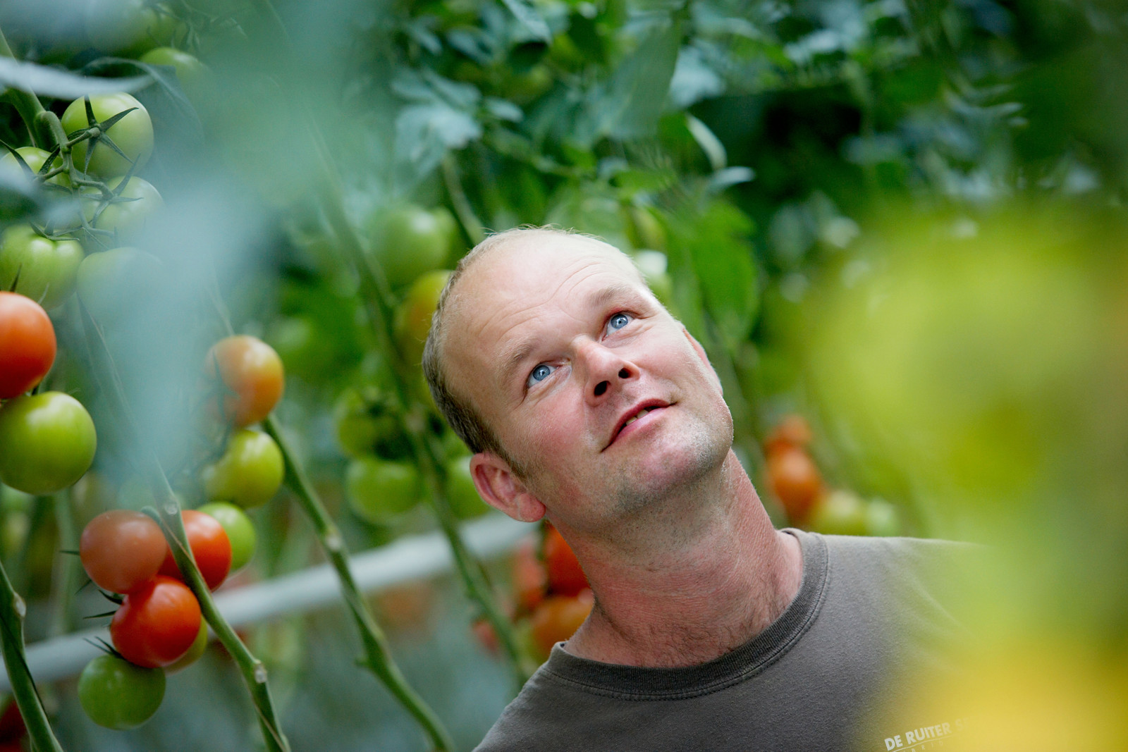 Innenansicht eines Gewächshauses voller Tomatenpflanzen an Ranken
