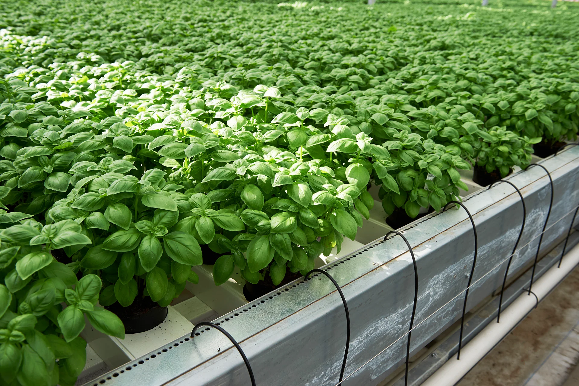 Basil