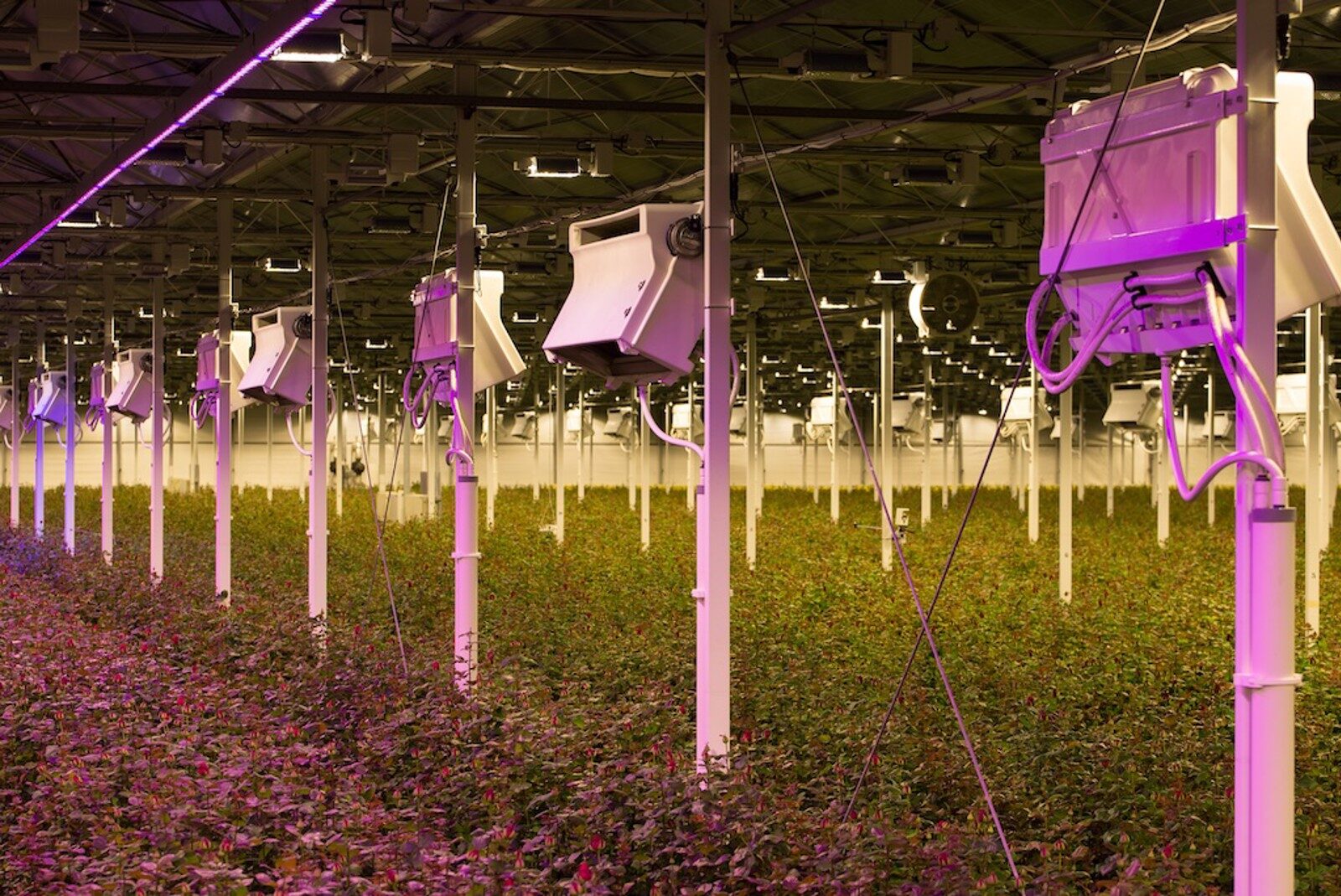 Unidad de refrigeración HortiCooler instalada en un invernadero