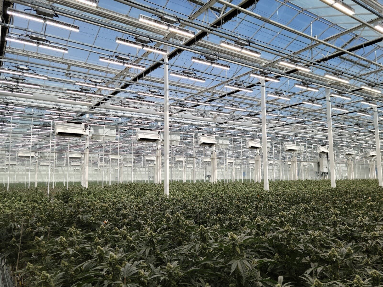 Plants de cannabis proches de la récolte dans une serre à climat contrôlé