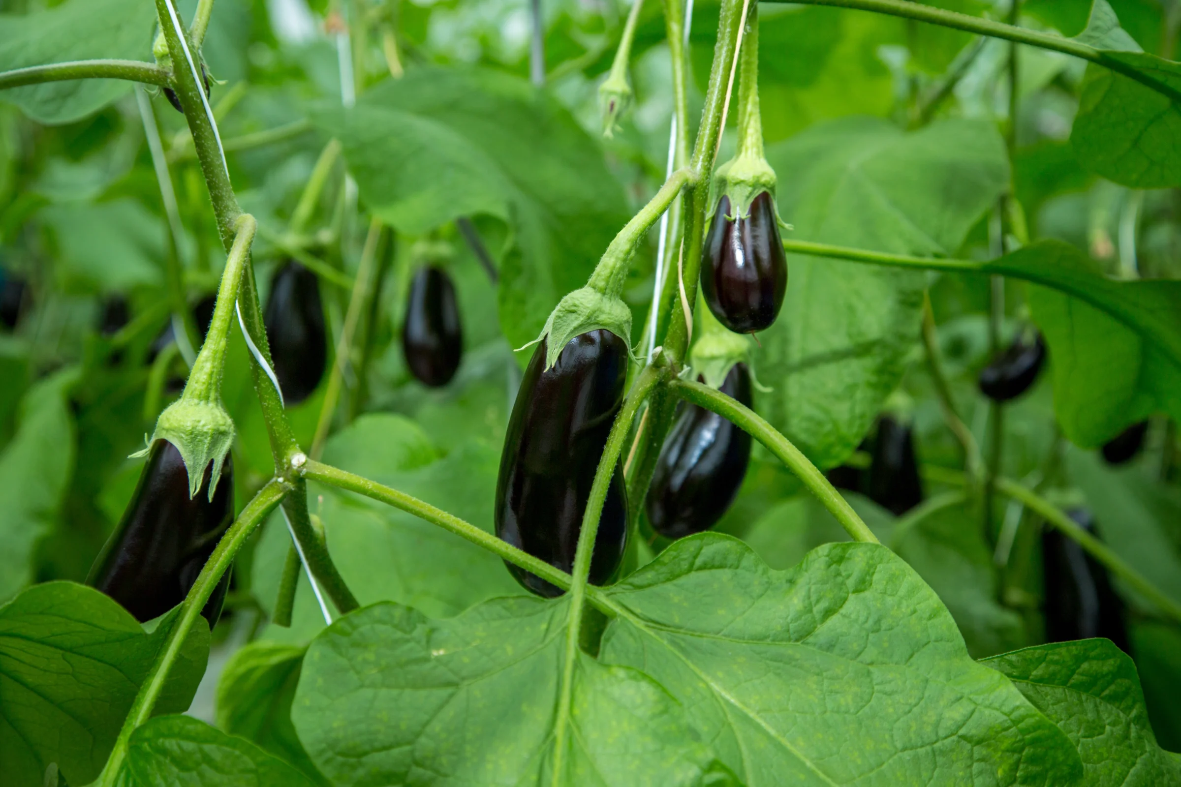Eggplants