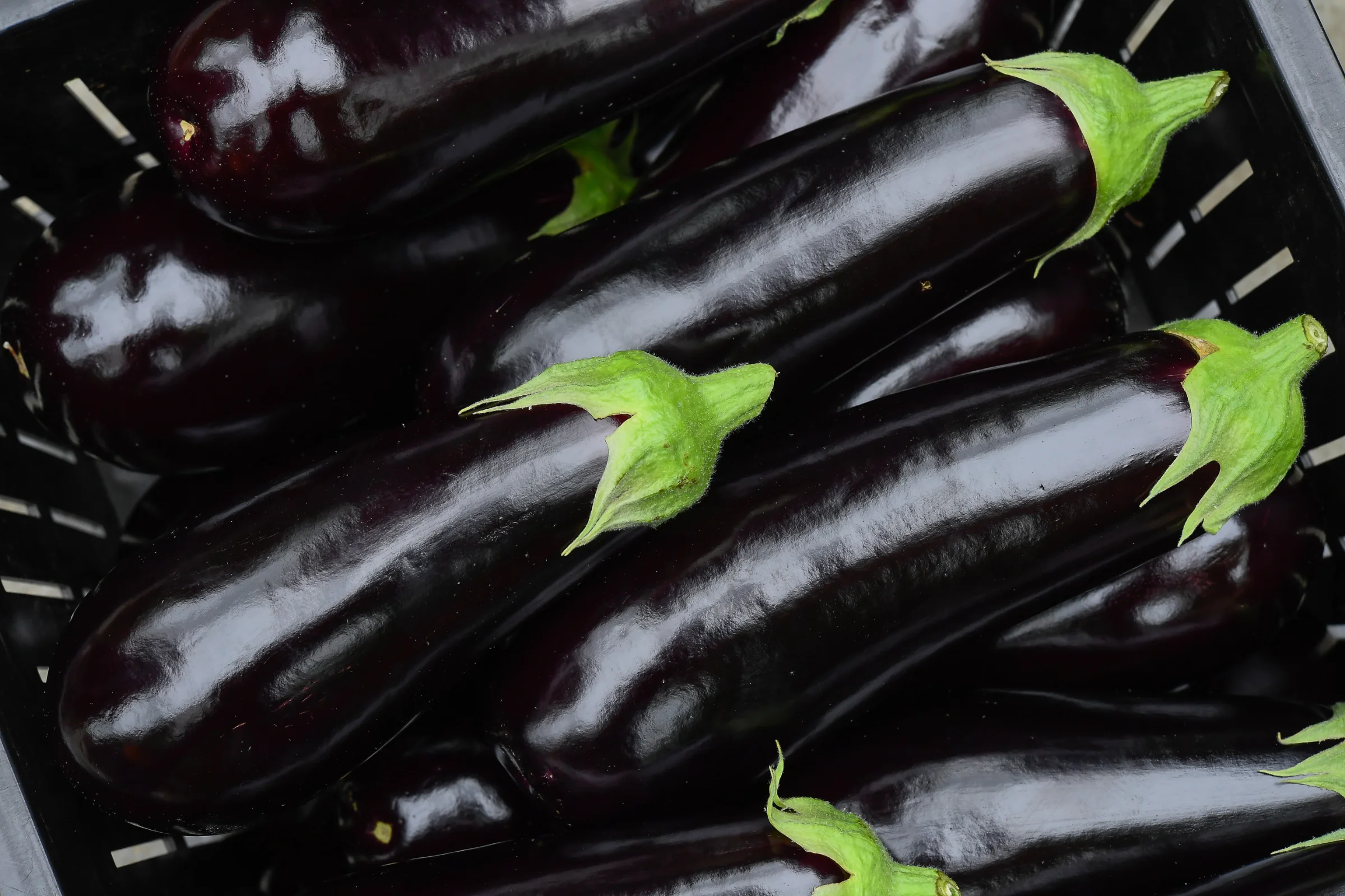 Greenhouse Eggplant