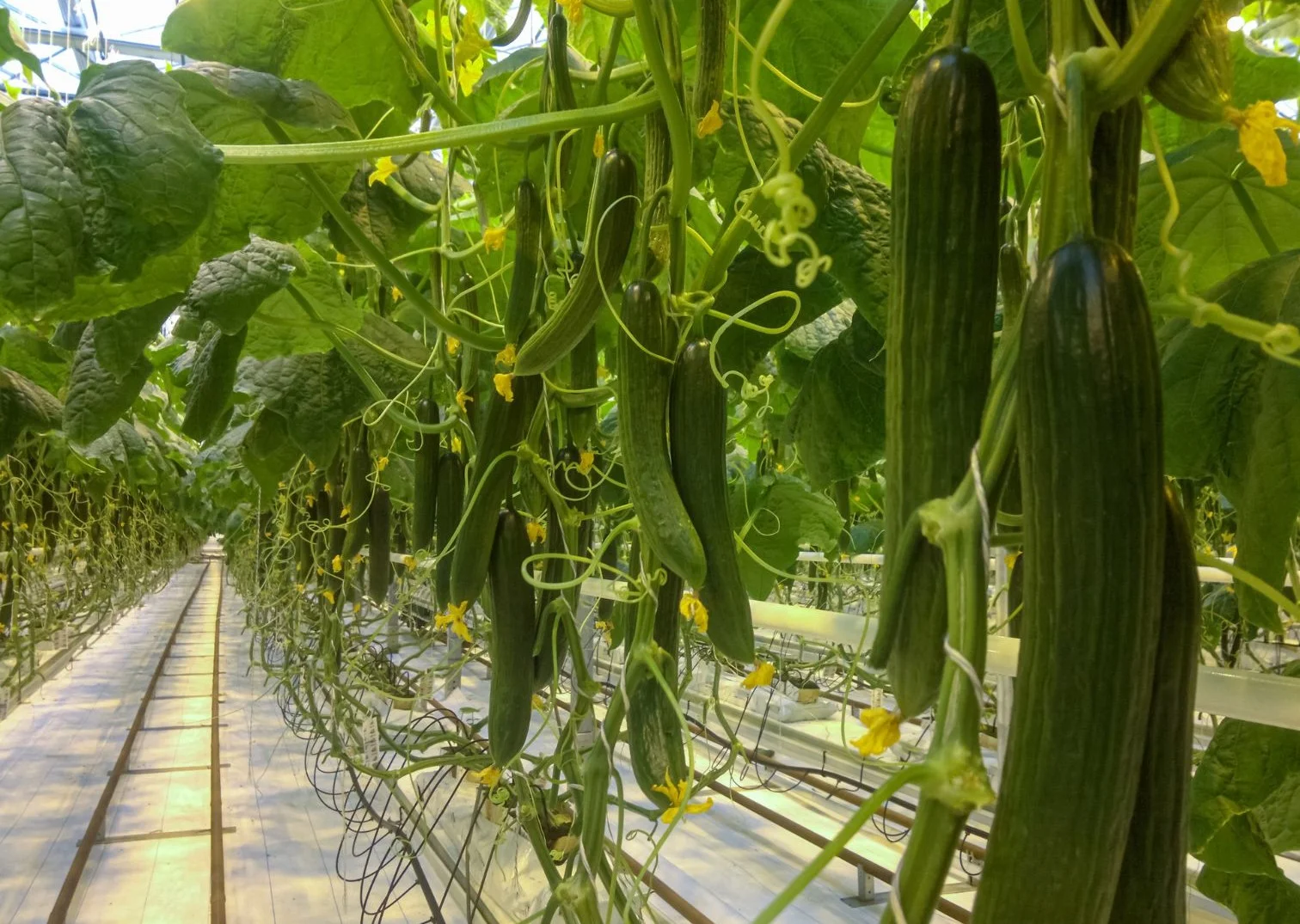 Cucumbers