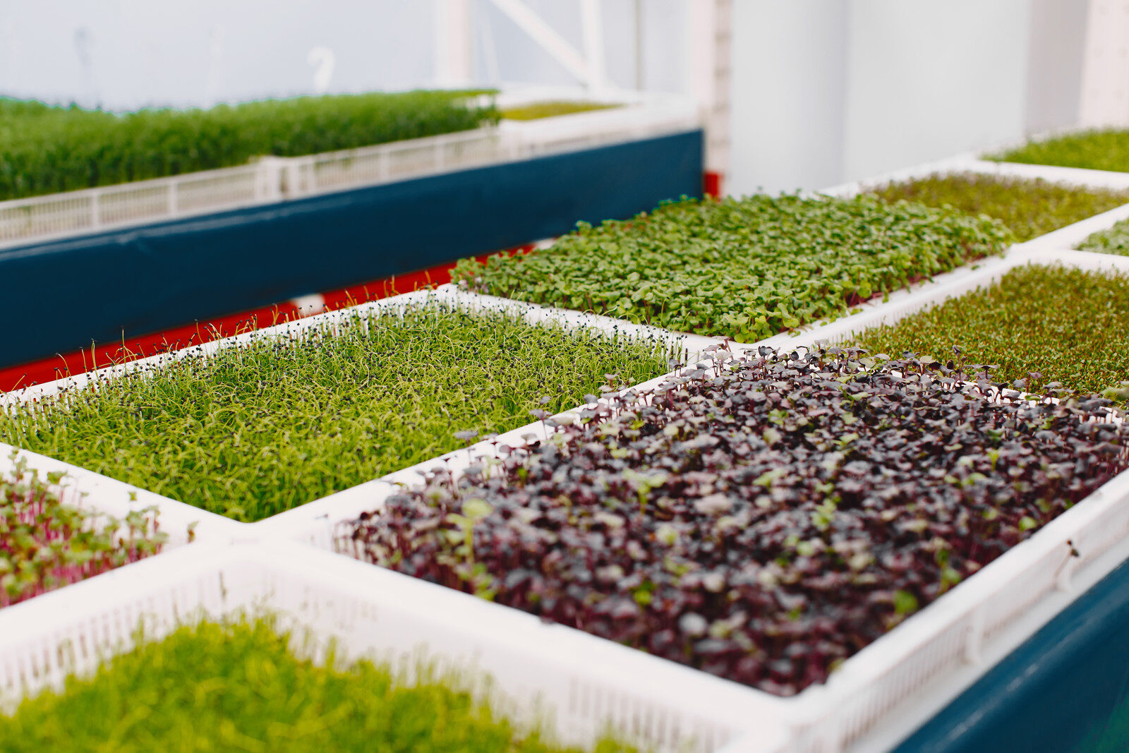 Herbs growing in a stacked vertical farming system