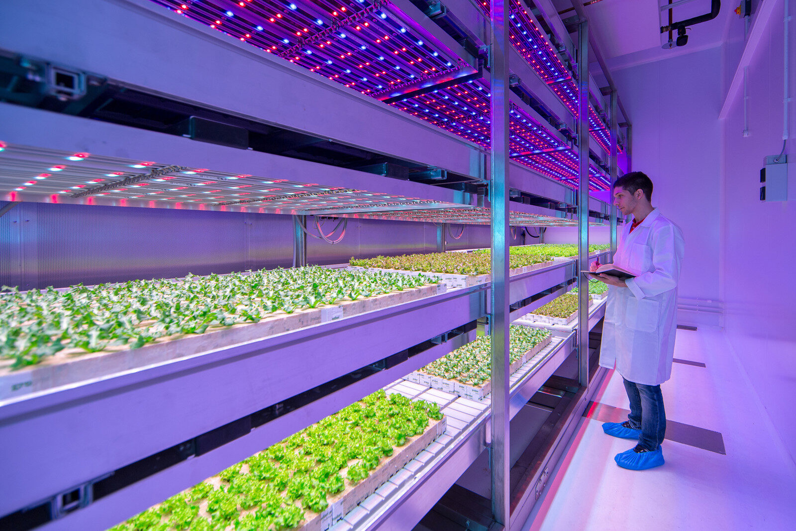 Crops growing under controlled conditions in an indoor vertical farm
