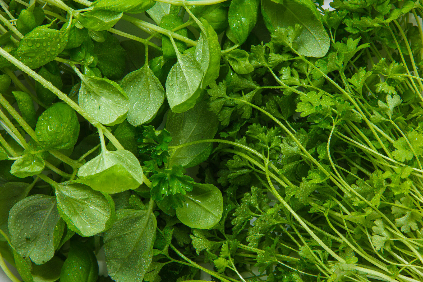Overhead view of fresh green leafy herbs and vegetables
