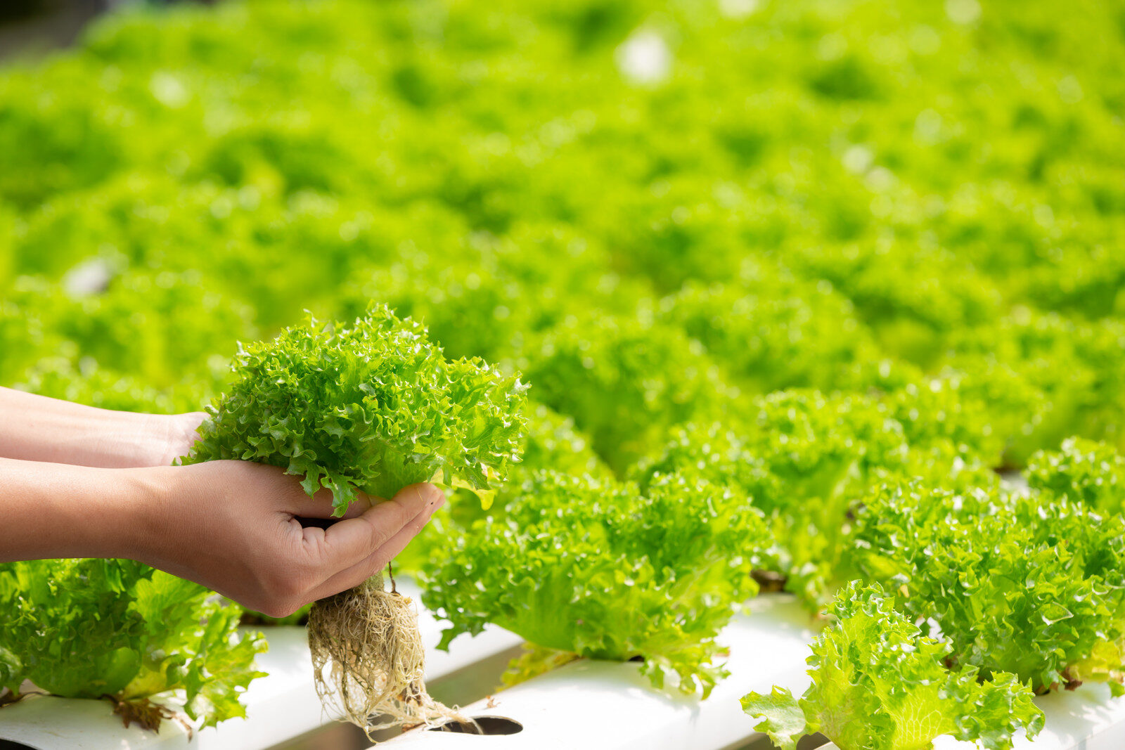 Hydroponic lettuce growing in a controlled indoor farm