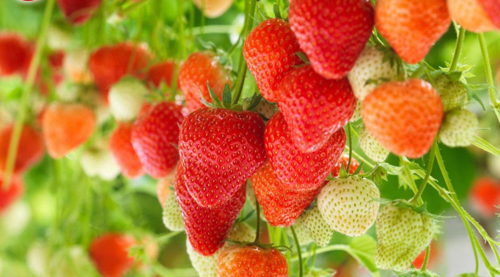 Fresh red strawberries grown in an indoor farm